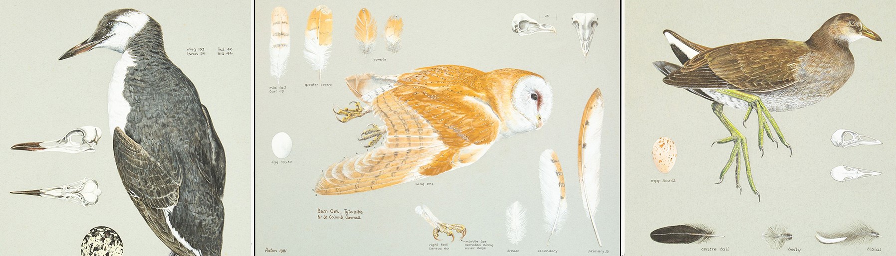 The Exceptional Ornithological Paintings of Valentine Paton 