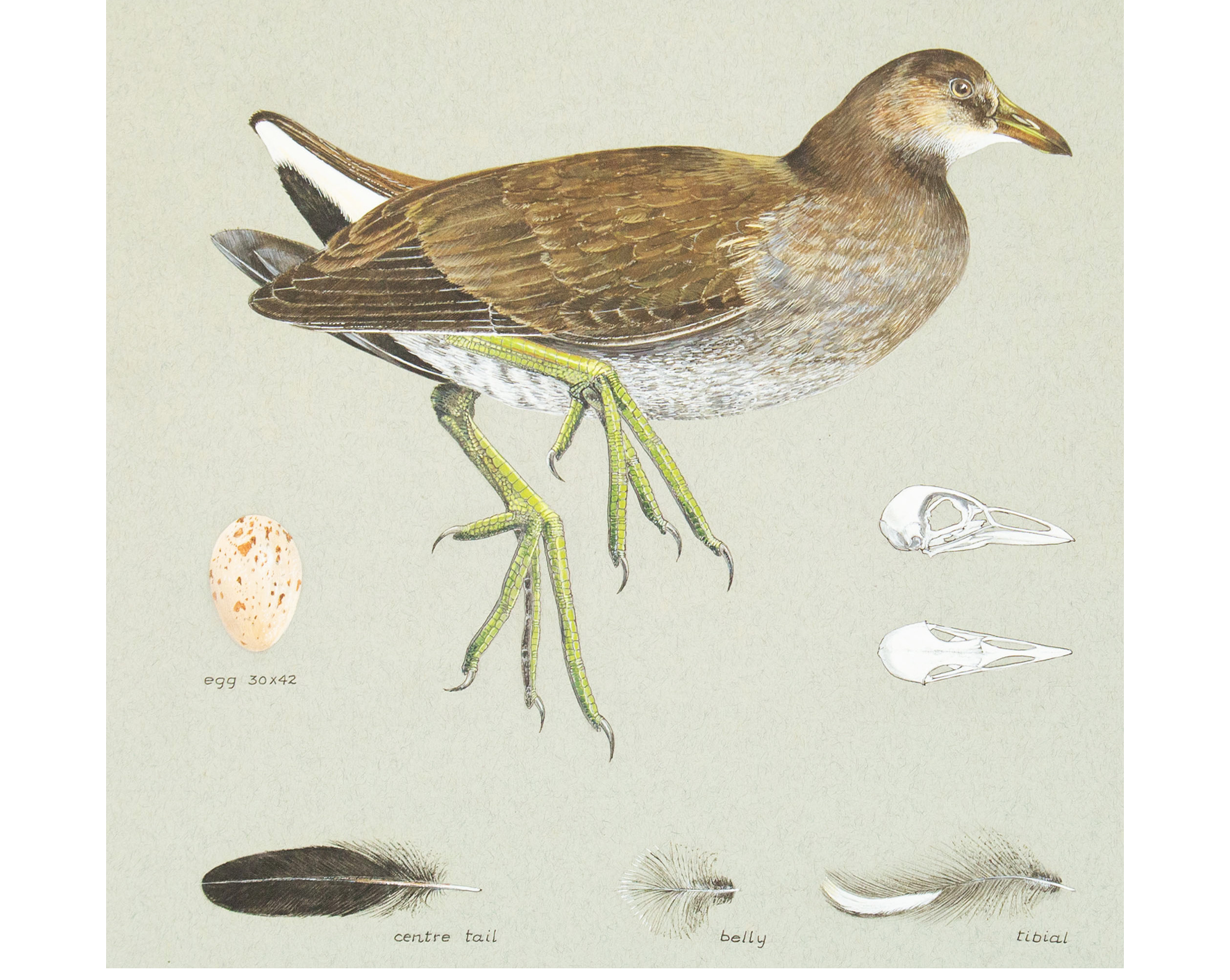 The Timed Art Sale - Including Scientific Avian Studies by Valentine 'Pat' Paton (1925-2012)