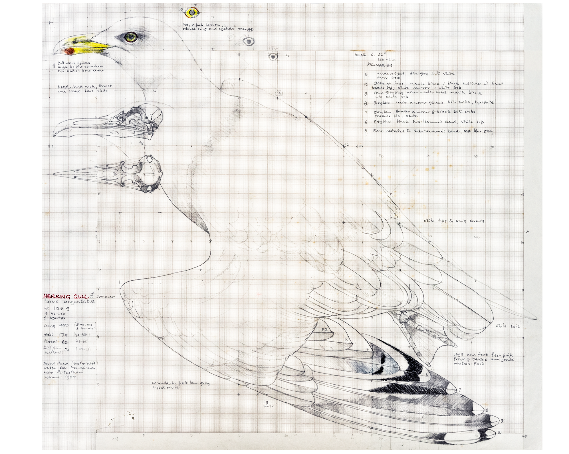 The Timed Art Sale - Including Scientific Avian Studies by Valentine Stewart 'Pat' Paton (1925-2012)