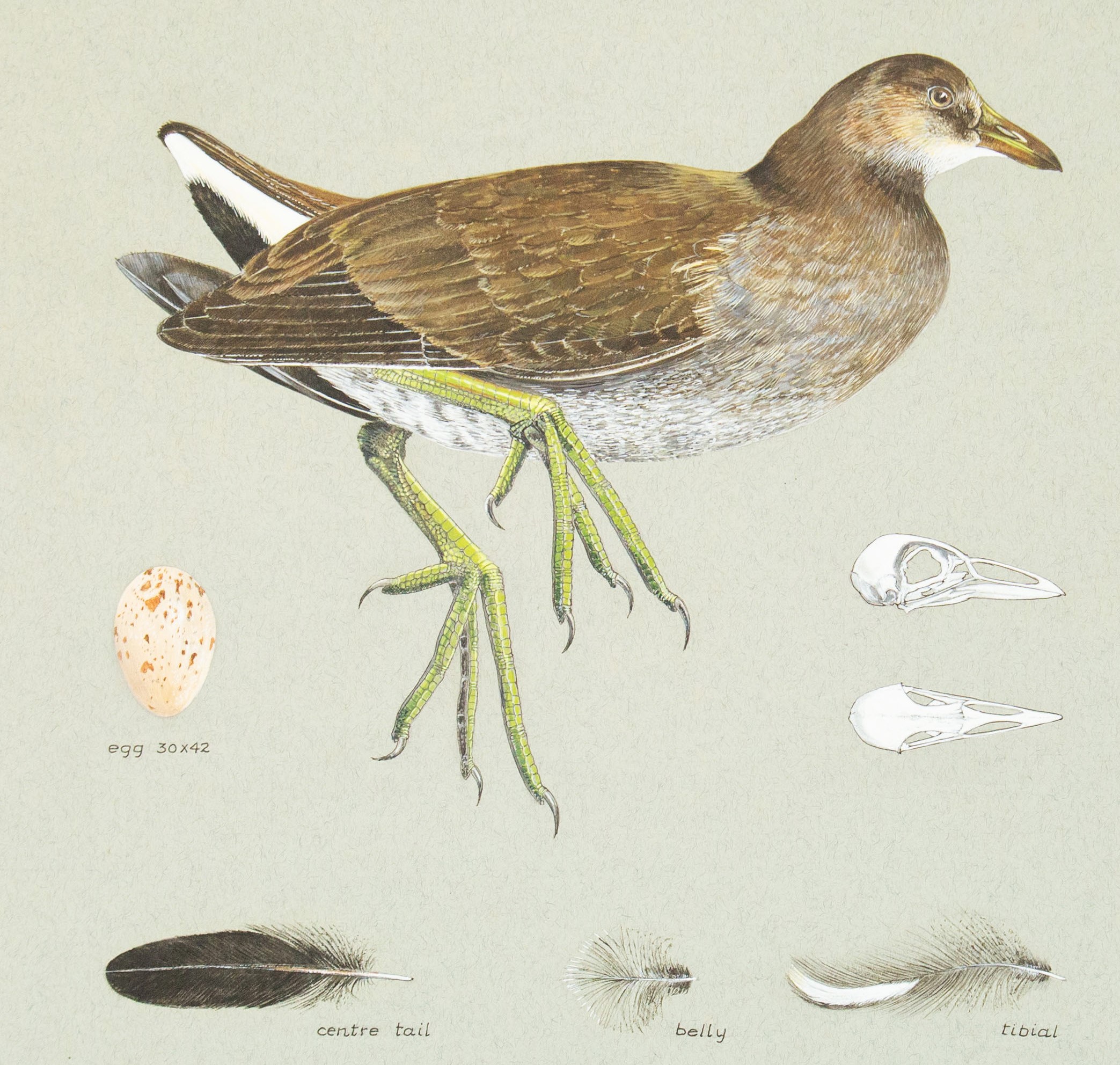 The Exceptional Ornithological Paintings of Valentine Paton 