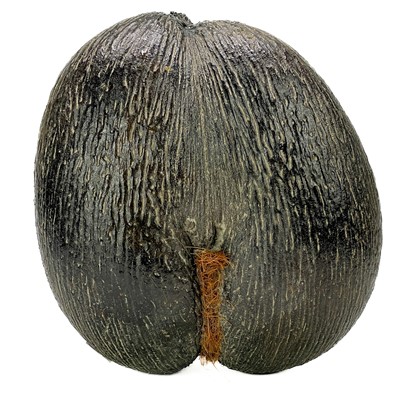 Lot 94 - A Coco de mer Lodaceia.