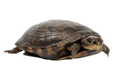 Lot 191 - A taxidermy tortoise.