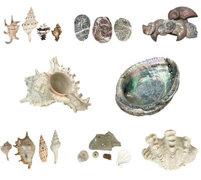 Lot 155 - A collection of shells and fossils.