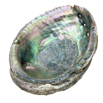 Lot 155 - A collection of shells and fossils.