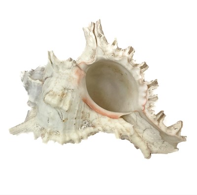 Lot 155 - A collection of shells and fossils.