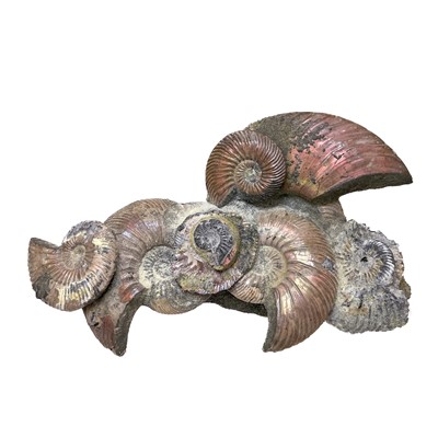 Lot 155 - A collection of shells and fossils.