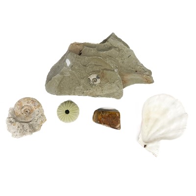 Lot 155 - A collection of shells and fossils.