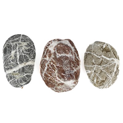 Lot 155 - A collection of shells and fossils.