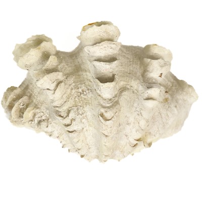 Lot 155 - A collection of shells and fossils.