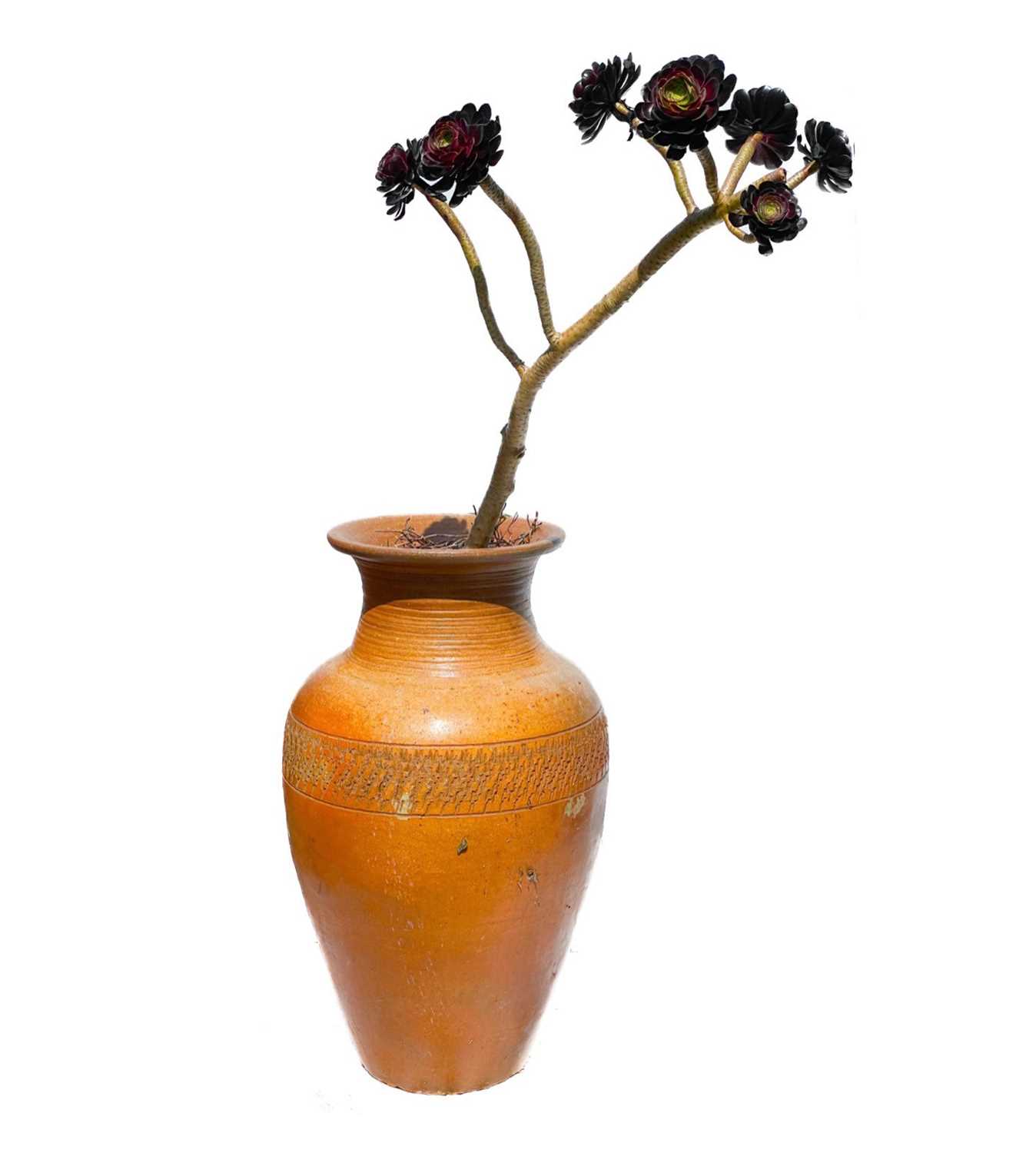 lot-357-a-large-garden-planter-containing-an-aeonium
