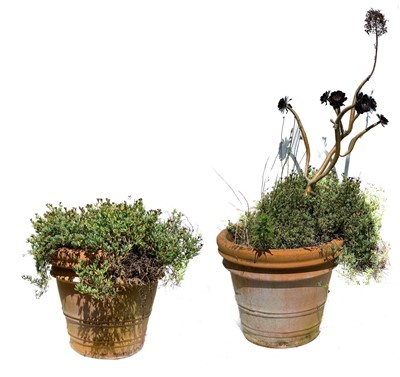 Lot 345 - A pair of garden planters containing white Dilosperma.