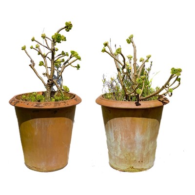 Lot 367 - A pair of garden planters both containing an Aeonium Arboreum.