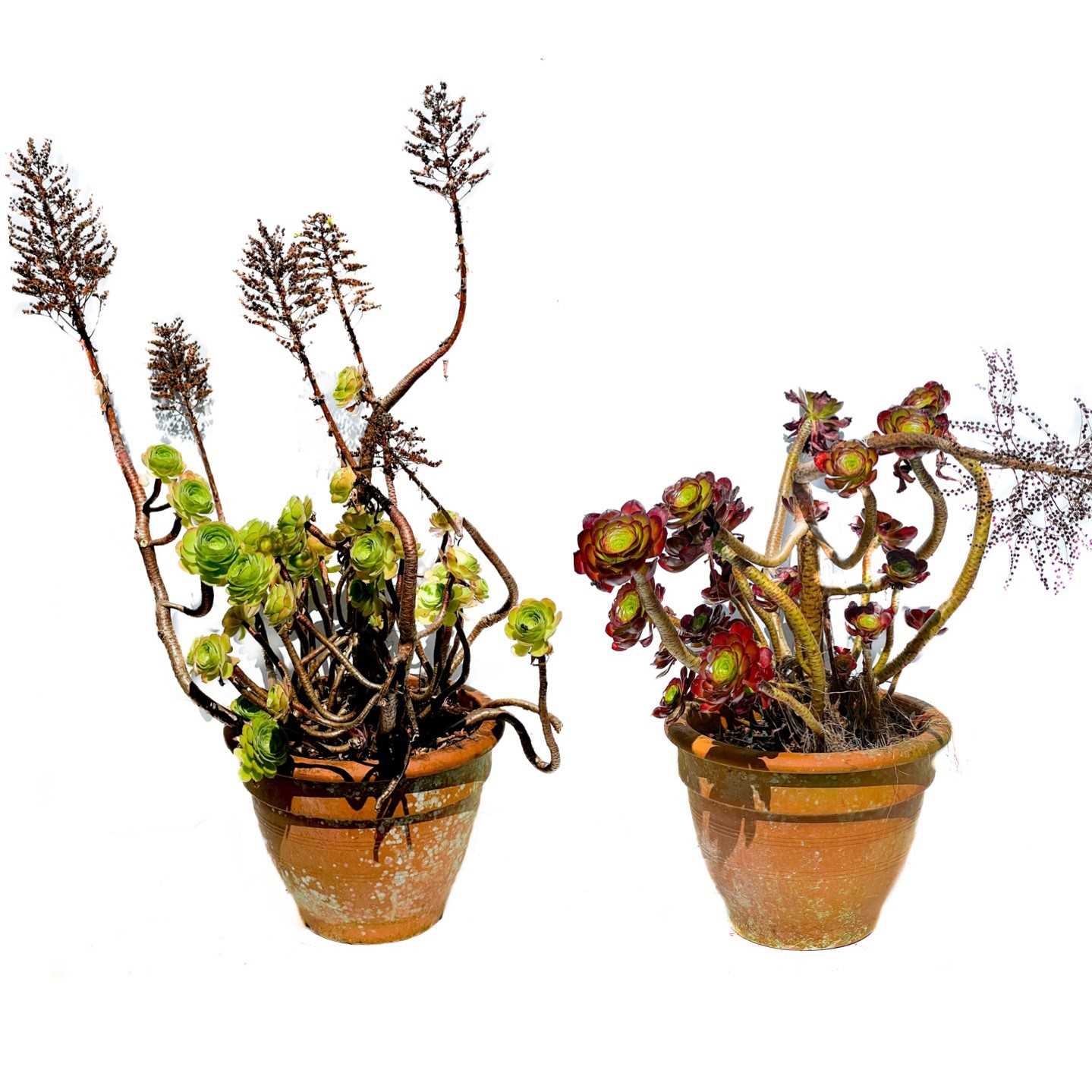 lot-358-a-pair-of-garden-planters-containing-aeonium