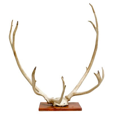 Lot 70 - A pair of deer antlers.