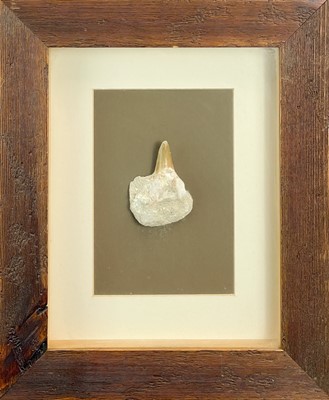 Lot 202 - A collection of three framed fossils.