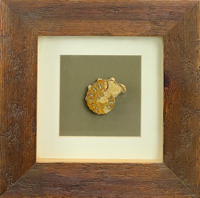 Lot 202 - A collection of three framed fossils.