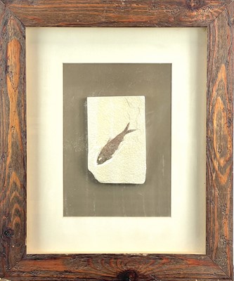 Lot 202 - A collection of three framed fossils.