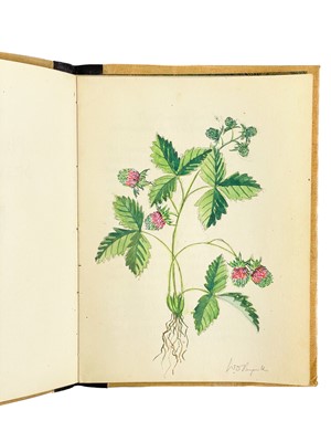 Lot 70 - The Plymouth Strawberry