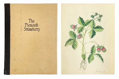 Lot 70 - The Plymouth Strawberry