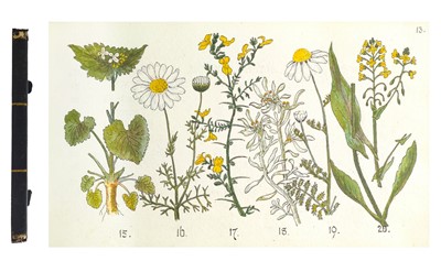 Lot 35 - (Botanical Sketchbook)