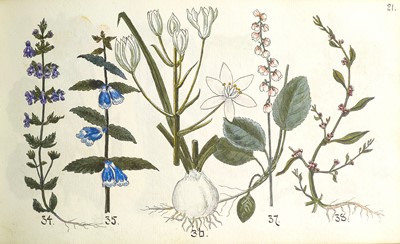 Lot 35 - (Botanical Sketchbook)