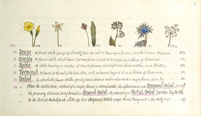 Lot 35 - (Botanical Sketchbook)