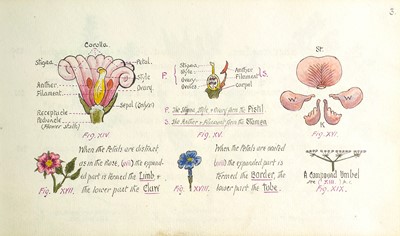 Lot 35 - (Botanical Sketchbook)