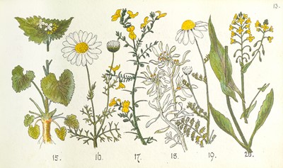 Lot 35 - (Botanical Sketchbook)