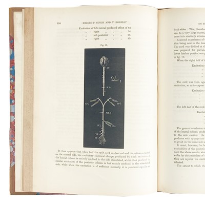 Lot 381 - MAMMALIAN NERVOUS SYSTEM