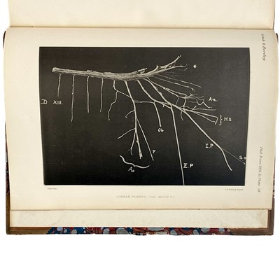 Lot 381 - MAMMALIAN NERVOUS SYSTEM