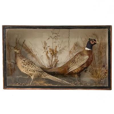 Lot 233 - Taxidermy- A cock and hen pheasant