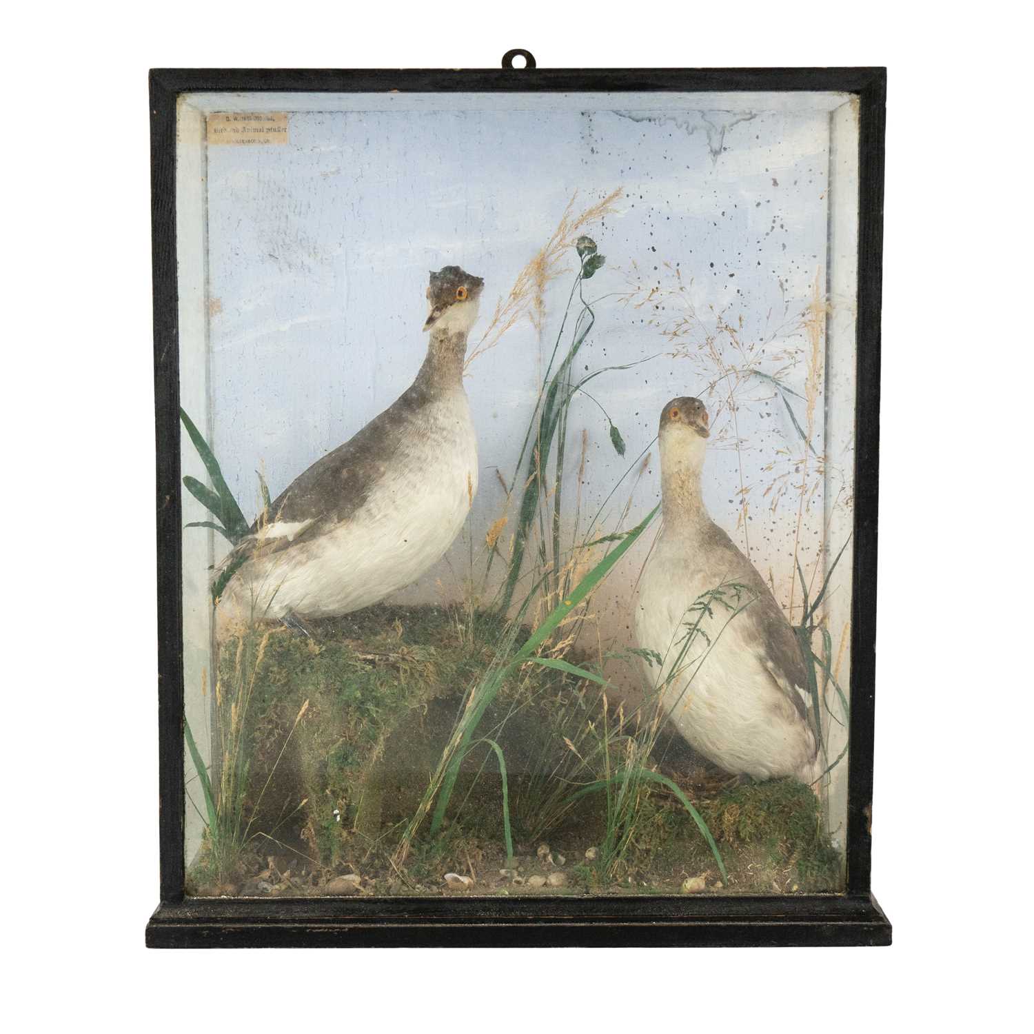 Lot 23 - A Victorian taxidermy display of two grebe.