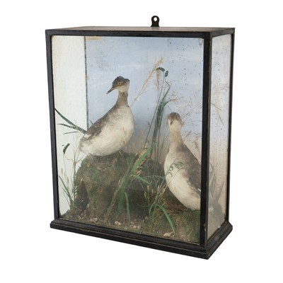 Lot 23 - A Victorian taxidermy display of two grebe.