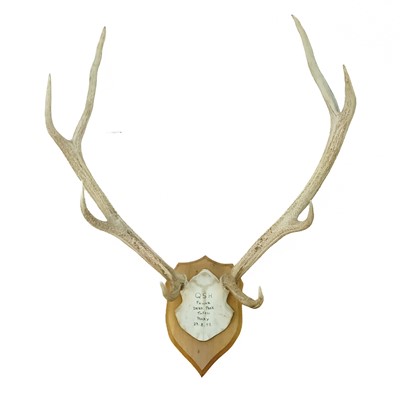 Lot 94 - An eight  point antler with skull cap.