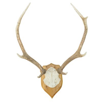 Lot 93 - A seven point antler with scull cap.
