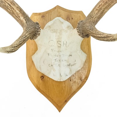 Lot 93 - A seven point antler with scull cap.