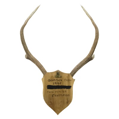 Lot 93 - A seven point antler with scull cap.