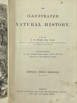 Lot 316 - Natural History