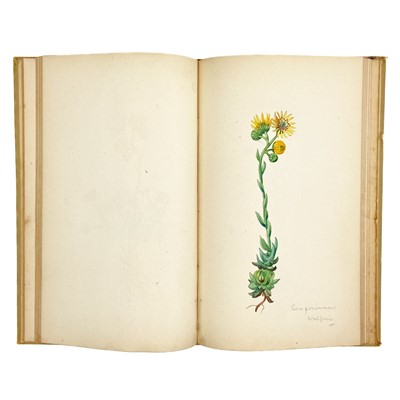 Lot 386 - (Botanical sketchbook)