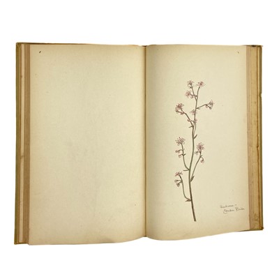 Lot 386 - (Botanical sketchbook)