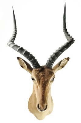 Lot 203 - A taxidermy impala head.