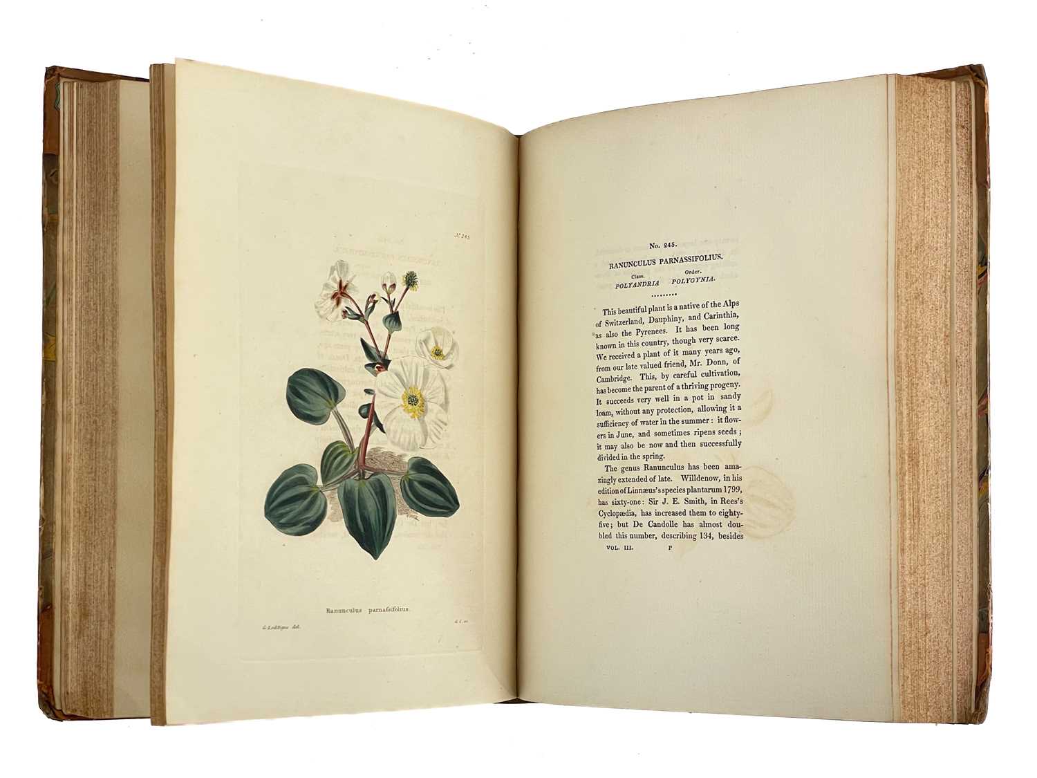 Lot 17 - (Botanic illustrations) George Cook.