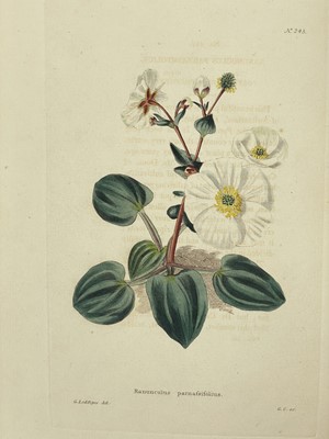 Lot 17 - (Botanic illustrations) George Cook.