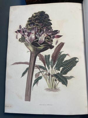 Lot 17 - (Botanic illustrations) George Cook.