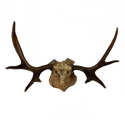 Lot 278 - A large set of elk antlers.