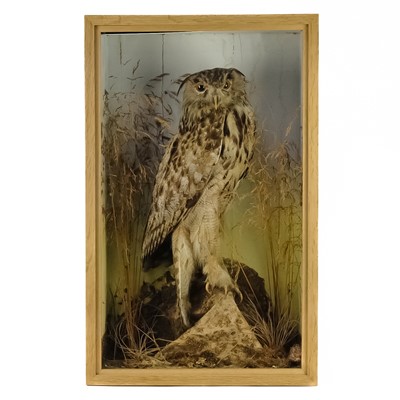 Lot 325 - Taxidermy, A late Victorian eagle-owl.