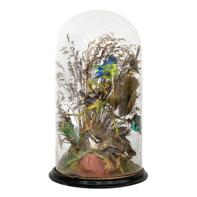 Lot 229 - A Victorian taxidermy display of six exotic birds under a glass dome.