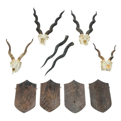 Lot 371 - Four antelope skulls with shield mounts.