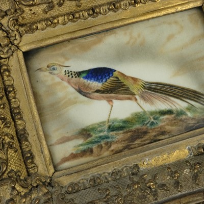 Lot 16 - A 19th century rice paper painting of a Golden Pheasant.