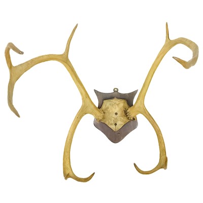 Lot 40 - A pair of nine point antlers.